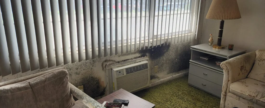 Can You Live in an Apartment With Mold: Risks, Safety Tips and When to Take Action