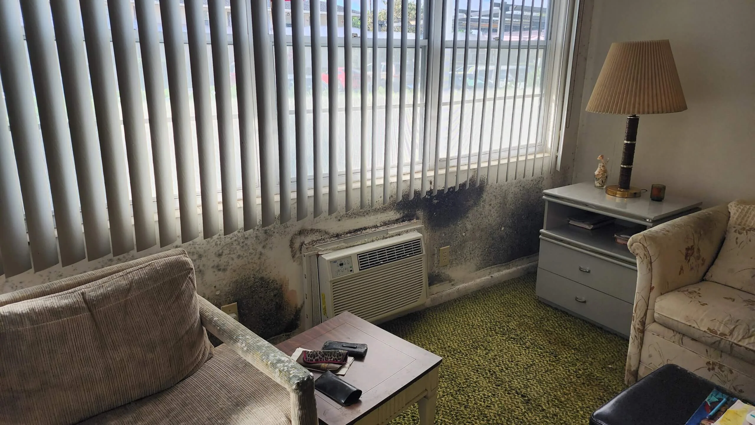 Can You Live in an Apartment With Mold: Risks, Safety Tips and When to Take Action