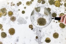 Is Mold Dangerous for Health: Risks, Symptoms and What You Need to Know