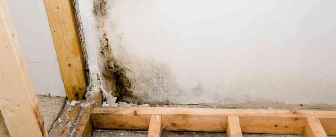 Mold After Renovation: Common Causes, Warning Signs and How to Fix It
