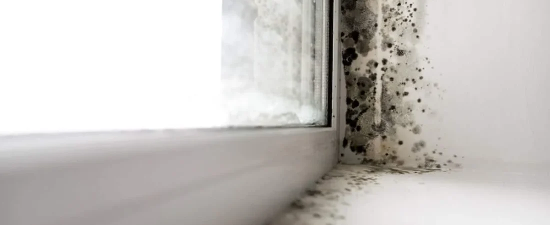 Mold in an Apartment Without Leaks: Hidden Causes, Signs and How to Fix It