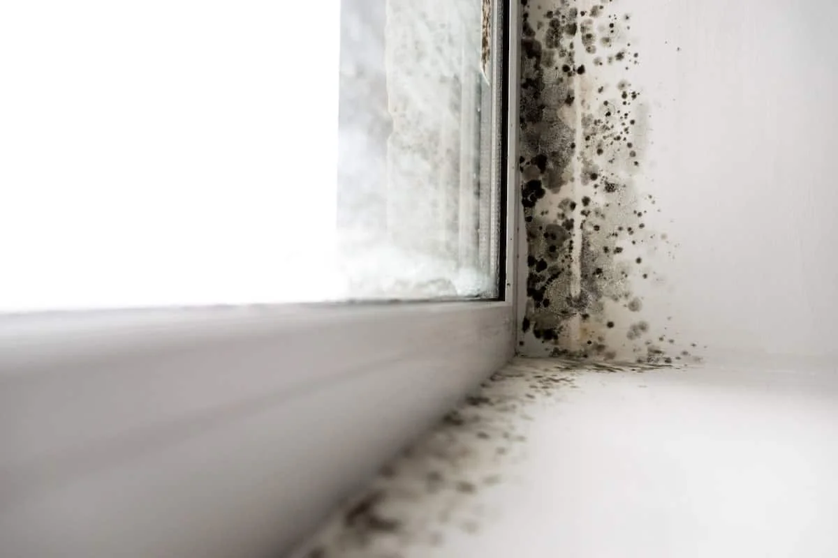 Mold in an Apartment Without Leaks: Hidden Causes, Signs and How to Fix It