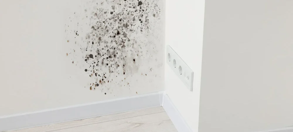 Mold on Walls: Common Causes, Health Risks and How to Remove It
