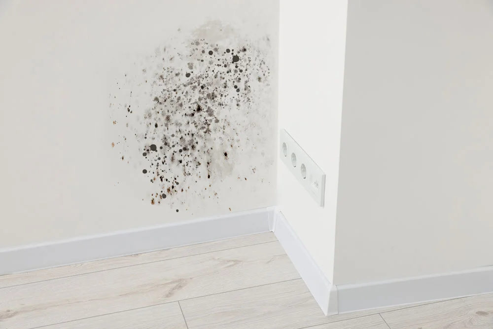 Mold on Walls: Common Causes, Health Risks and How to Remove It