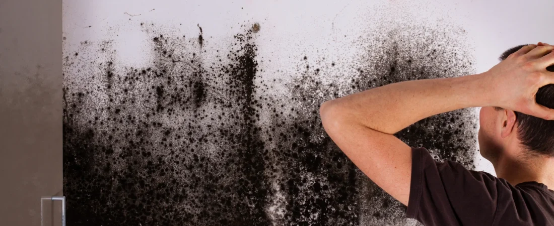 What Is Mold and Why It Grows Indoors: Causes, Risks and How to Prevent It