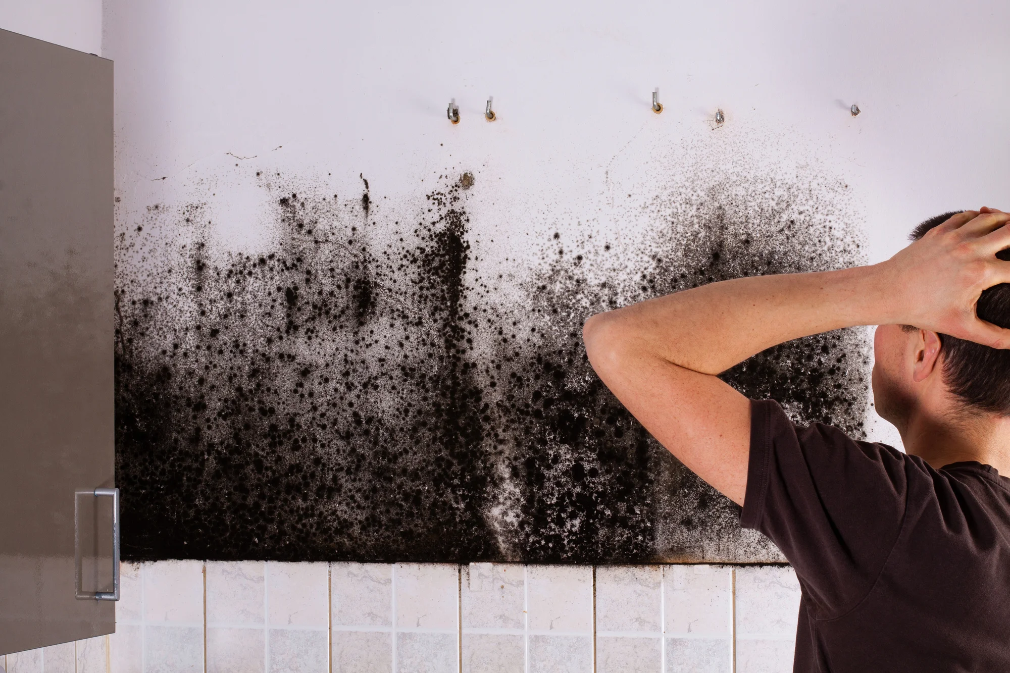 What Is Mold and Why It Grows Indoors: Causes, Risks and How to Prevent It