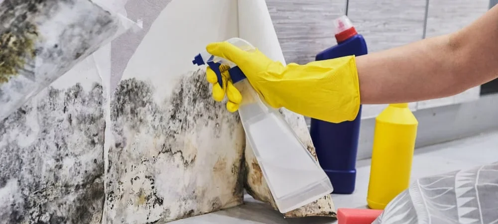 Why Mold Keeps Coming Back: Common Causes, Hidden Sources and How to Stop It