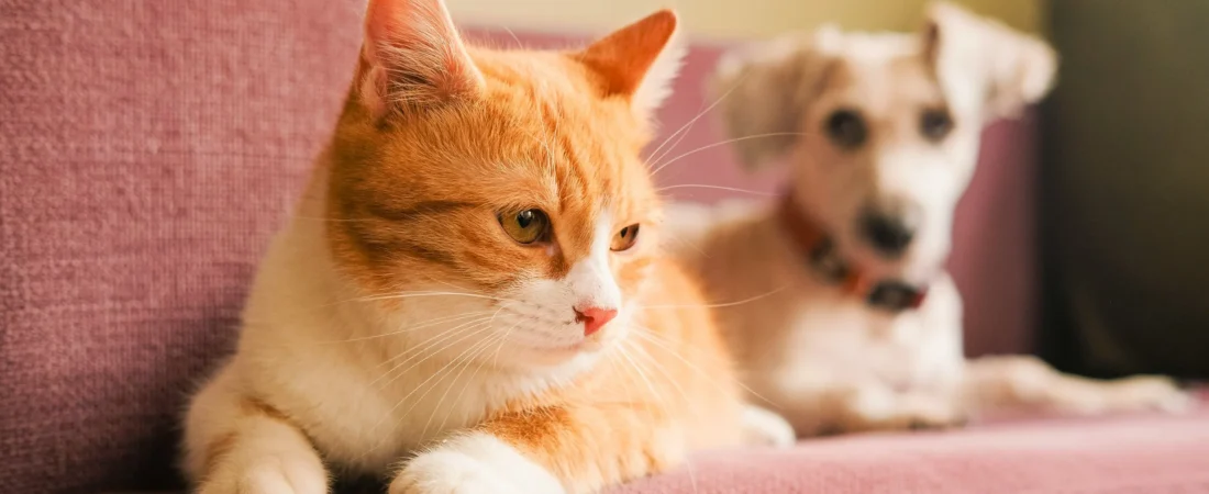 Indoor Humidity and Pets: How Moisture Levels Affect Your Animals and What to Do