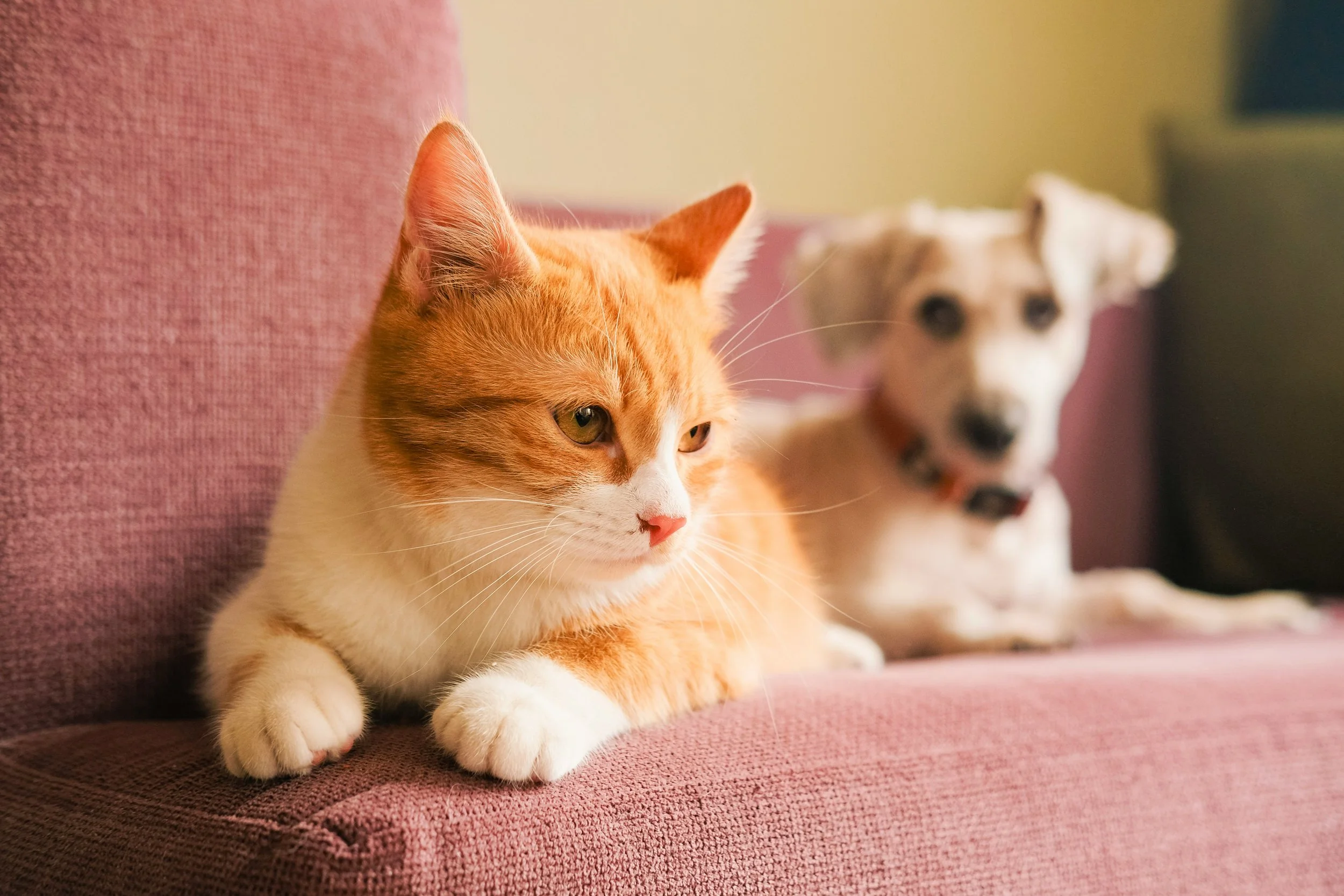 Indoor Humidity and Pets: How Moisture Levels Affect Your Animals and What to Do