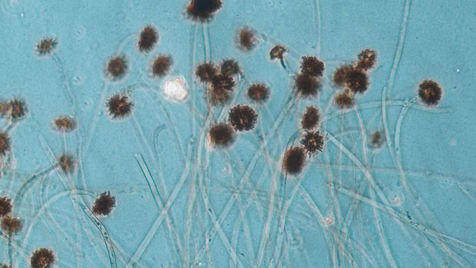 Mold Without Visible Moisture: How Invisible Humidity and Slow Drying Cause Growth