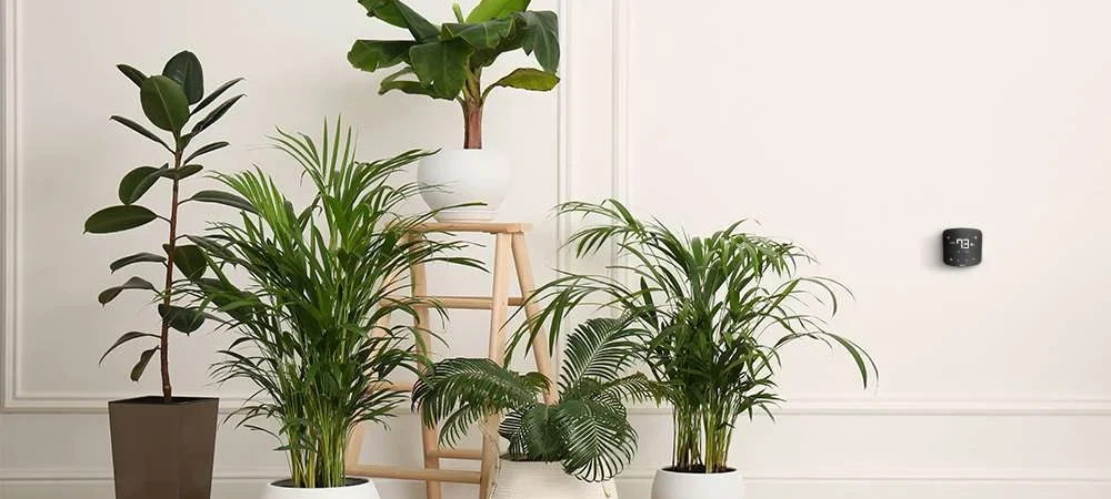 Houseplants and Air Quality: What They Actually Do (And the NASA Myth Debunked)