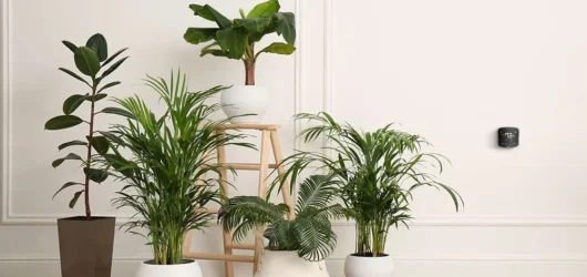 Houseplants and Air Quality: What They Actually Do (And the NASA Myth Debunked)