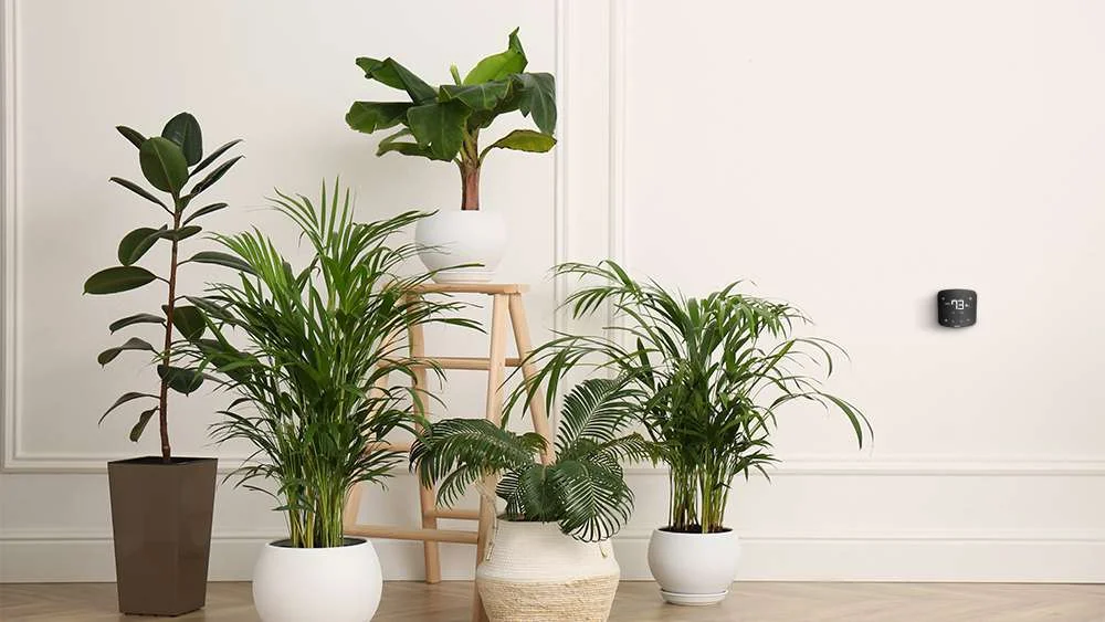 Houseplants and Air Quality: What They Actually Do (And the NASA Myth Debunked)