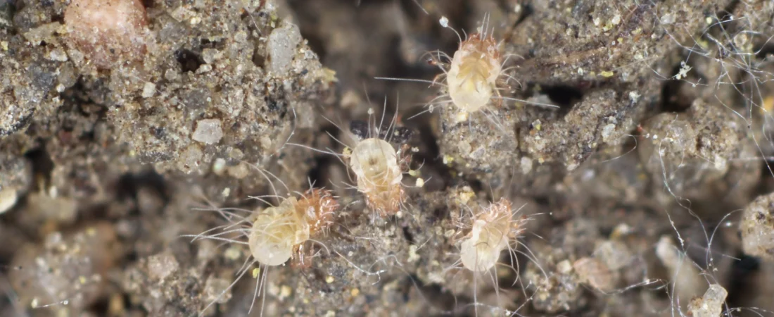 How High Humidity Increases Dust Mite Populations: The 50% Threshold That Changes Everything