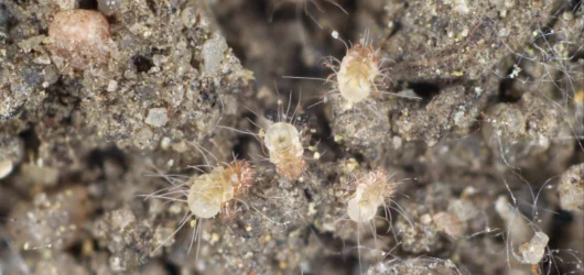 How High Humidity Increases Dust Mite Populations: The 50% Threshold That Changes Everything