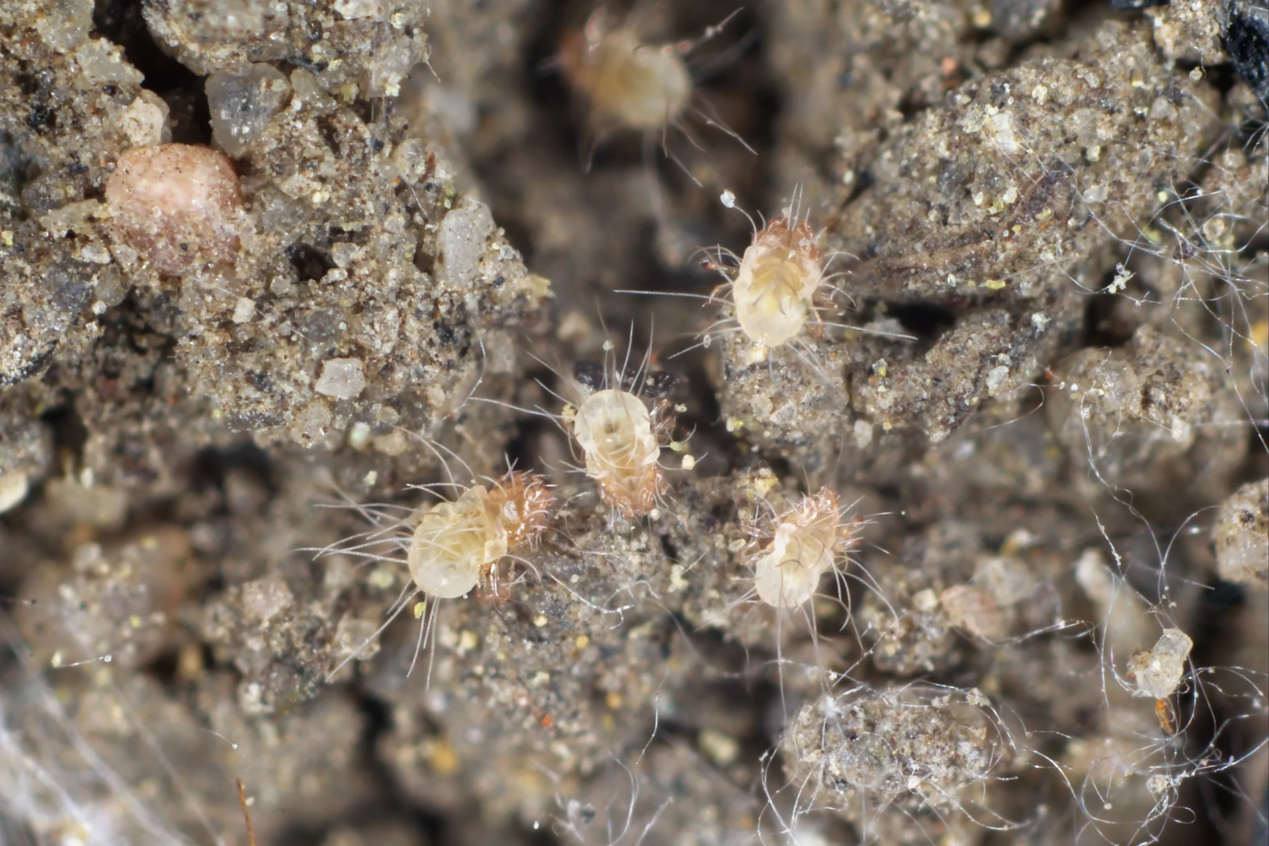 How High Humidity Increases Dust Mite Populations: The 50% Threshold That Changes Everything