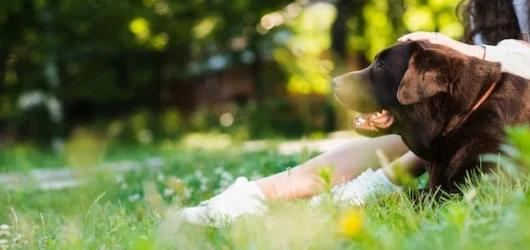 Managing Pet Allergies in Humid Environments: Why 30-50% Humidity Is Your Sweet Spot