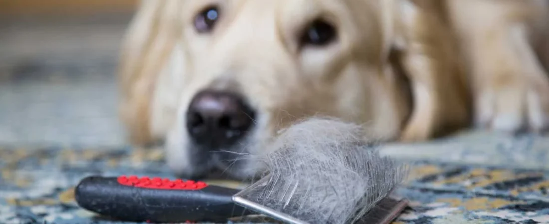 Pet Dander and Indoor Air: Why It Stays Airborne Longer Than Other Allergens