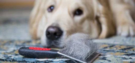 Pet Dander and Indoor Air: Why It Stays Airborne Longer Than Other Allergens