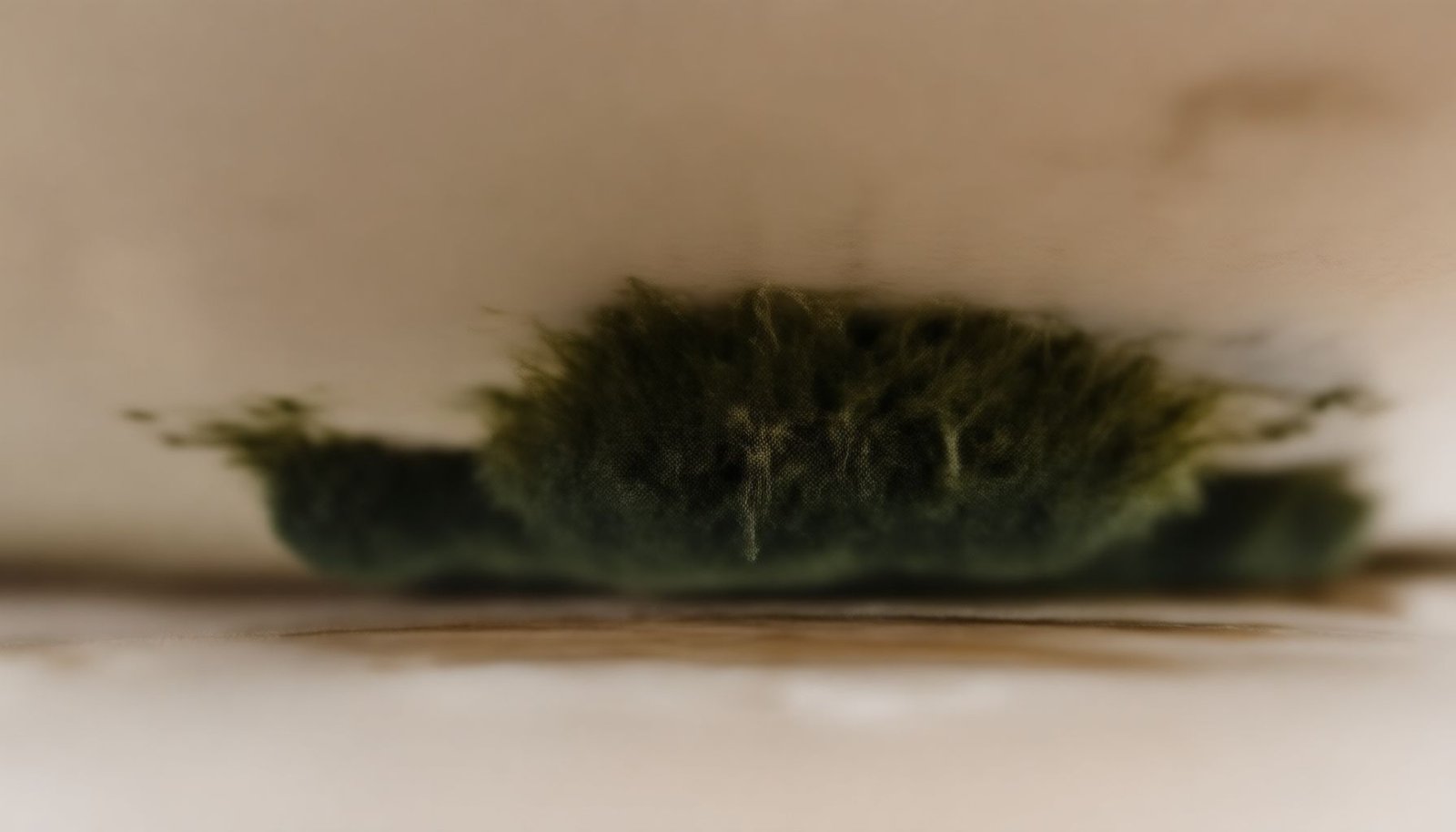 mold under vinyl flooring in manufactured homes close-up view